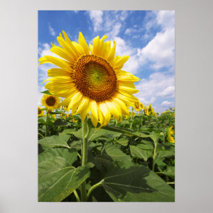 Summer Yellow Sunflower Foto Natuur Wall Poster