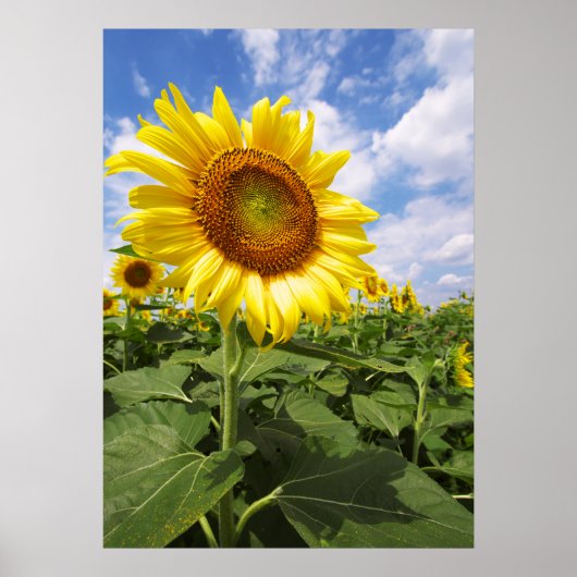 Summer Yellow Sunflower Foto Natuur Wall Poster (Voorkant)