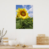 Summer Yellow Sunflower Foto Natuur Wall Poster (Keuken)