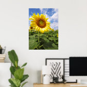 Summer Yellow Sunflower Foto Natuur Wall Poster (Thuiskantoor)