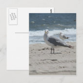 Summer Zee Gull Briefkaart (Voorkant / Achterkant)