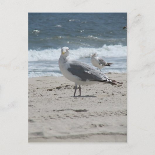 Summer Zee Gull Briefkaart (Voorkant)
