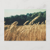 Summerfield Briefkaart (Voorkant)