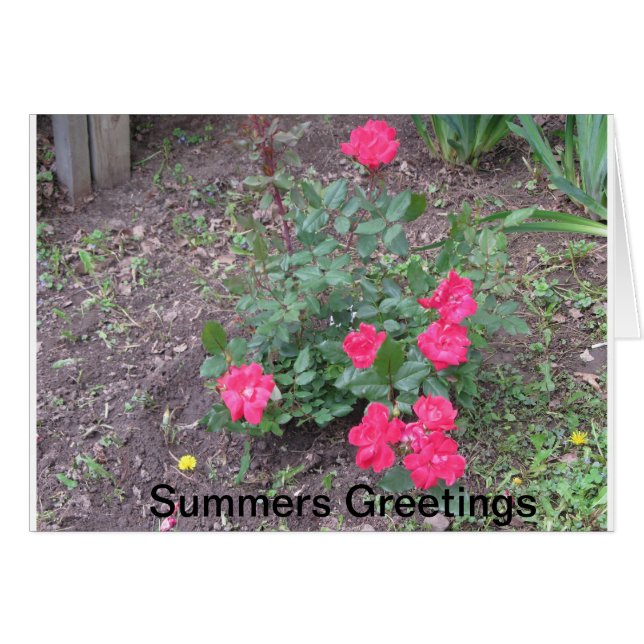 Summers Love (Voorkant Horizontaal)