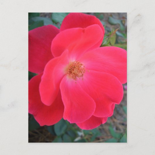 Summer's Red Rose CricketDiane Designer Briefkaart (Voorkant)