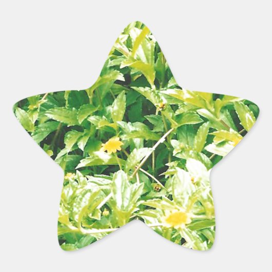 Summertime Flowers en Planten Ster Sticker (Voorkant)