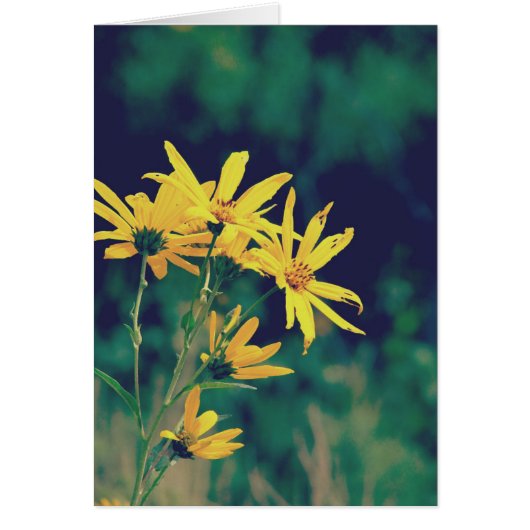 Summertime Wildbloemen (Voorkant)