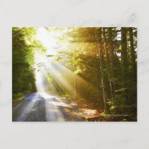 Sun Beams Through Forest in Acadia National Park Briefkaart