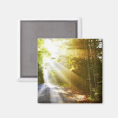 Sun Beams Through Forest in Acadia National Park Magneet (Voorkant / Achterkant)