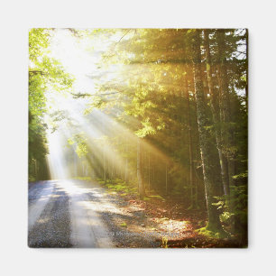 Sun Beams Through Forest in Acadia National Park Magneet