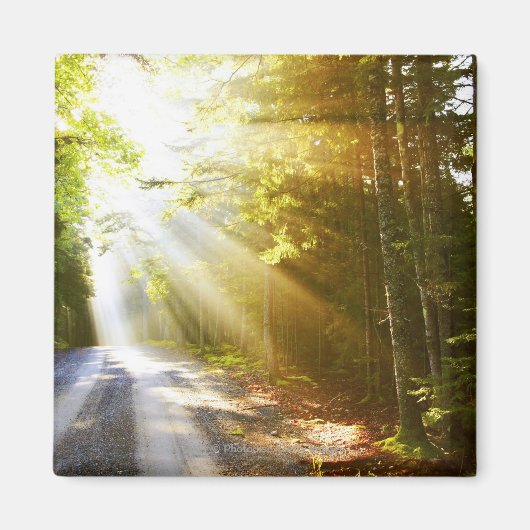 Sun Beams Through Forest in Acadia National Park Magneet (Voorkant)
