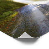 Sun Beams Through Forest in Acadia National Park Poster (Hoek)