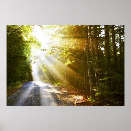 Sun Beams Through Forest in Acadia National Park Poster (Voorkant)
