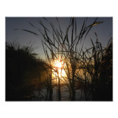 Sun Behind the Reeds Foto Afdruk (Voorkant)