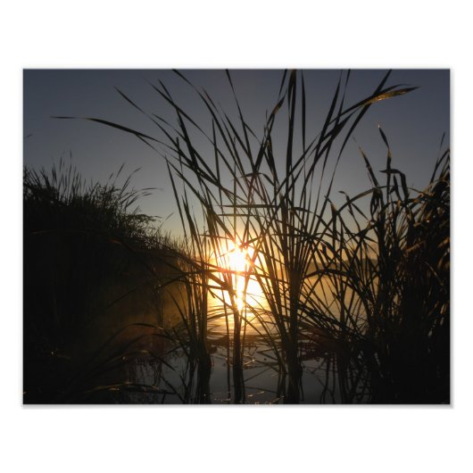 Sun Behind the Reeds Foto Afdruk (Voorkant)