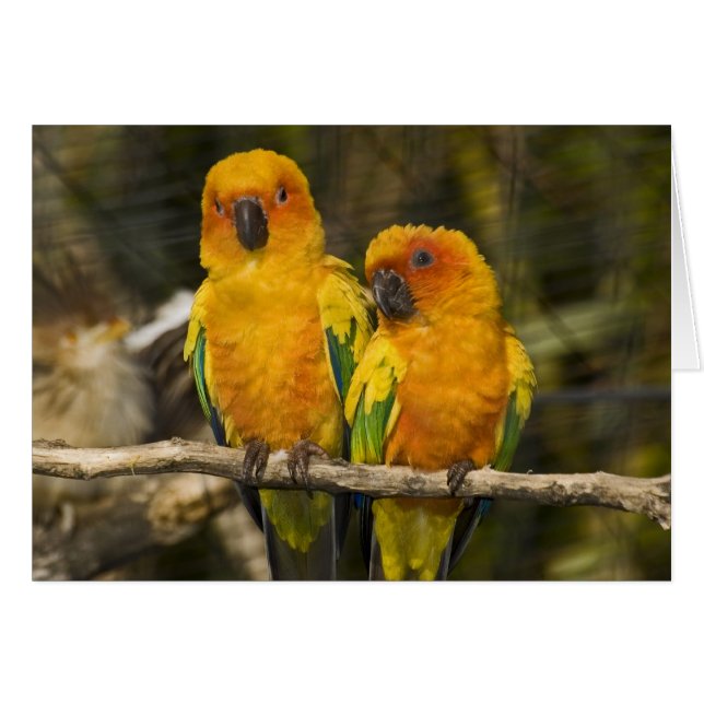 Sun Conure (Voorkant Horizontaal)