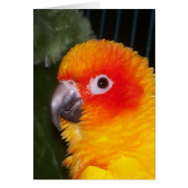 Sun Conure (Voorkant)