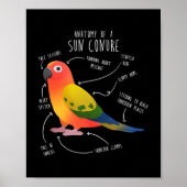 Sun Conure Anatomy Funny Cute Pet Parrot Bird Poster (Voorkant)