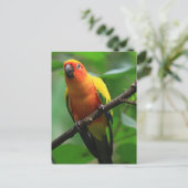 Sun Conure Bird Briefkaart (Staand voorkant)