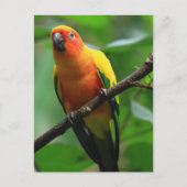 Sun Conure Bird Briefkaart (Voorkant)