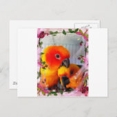 Sun Conure Briefkaart (Voorkant / Achterkant)