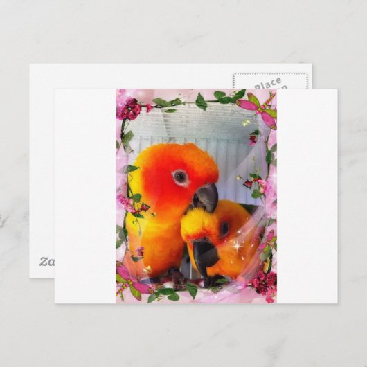 Sun Conure Briefkaart (Voorkant / Achterkant)