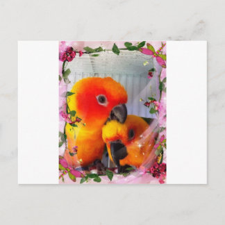 Sun Conure Briefkaart