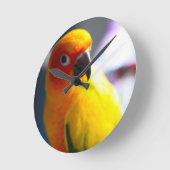 Sun Conure klok (Hoek)