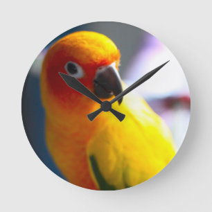 Sun Conure klok