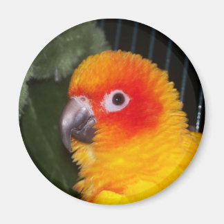 Sun Conure Magneet