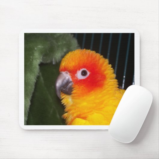 Sun Conure Muismat (Met muis)