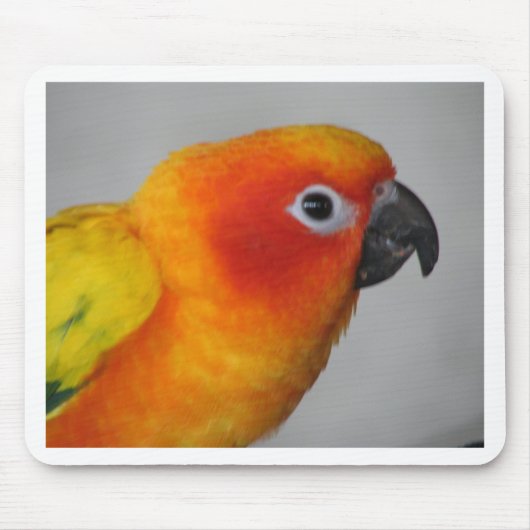 Sun Conure Muismat (Voorkant)