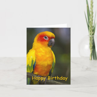 Sun Conure Parrot Blank Verjaardag Kaart