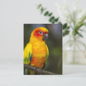 Sun Conure Parrot Briefkaart (Staand voorkant)