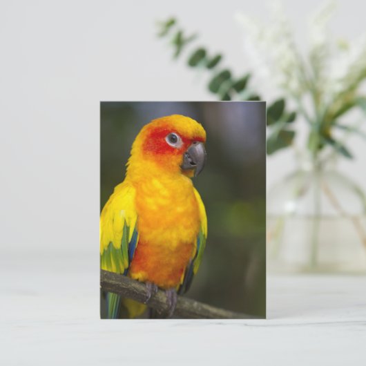 Sun Conure Parrot Briefkaart (Staand voorkant)