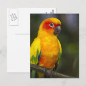 Sun Conure Parrot Briefkaart (Voorkant / Achterkant)