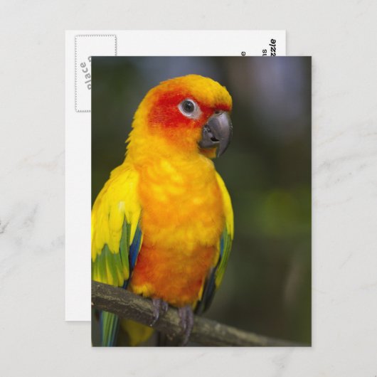 Sun Conure Parrot Briefkaart (Voorkant / Achterkant)