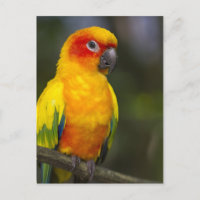 Sun Conure Parrot Briefkaart