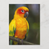 Sun Conure Parrot Briefkaart (Voorkant)
