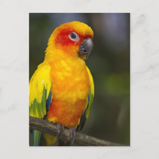 Sun Conure Parrot Briefkaart (Voorkant)