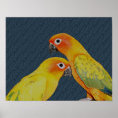 Sun Conure Parrot Pair Bird Poster (Voorkant)