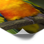 Sun Conure Parrot Poster (Hoek)