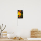 Sun Conure Parrot Poster (Keuken)