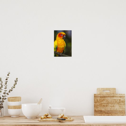 Sun Conure Parrot Poster (Keuken)