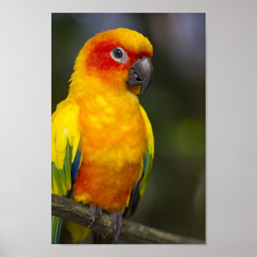 Sun Conure Parrot Poster (Voorkant)