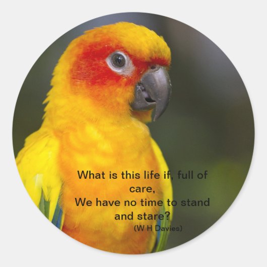 Sun Conure Parrot Sticker (met tekst) (Voorkant)