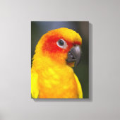Sun Conure Parrot verpakt Canvas (Voorkant)