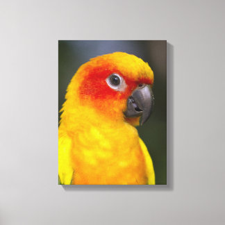 Sun Conure Parrot verpakt Canvas Afdruk
