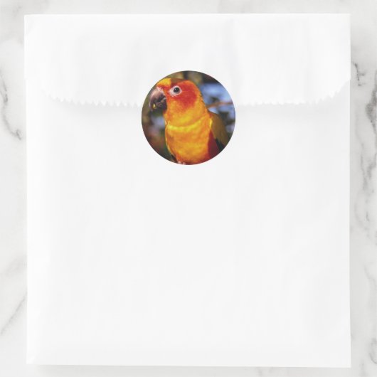 Sun conure ronde sticker (Tas)