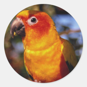 Sun conure ronde sticker